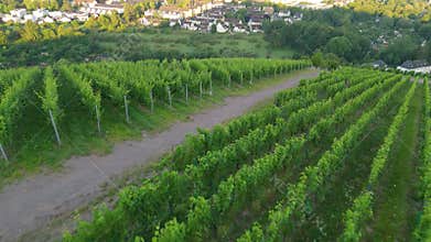 Moselle Valley, aerial view, riesling wine growing on vine, vineyard landscape and agriculture in Trier, Germany