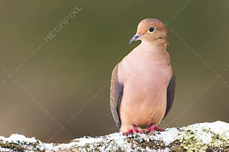 A Mourning Dove On A Winter Day