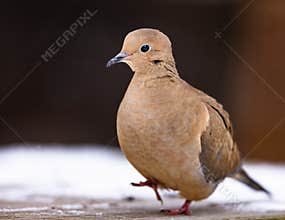 A Mourning Dove Walking On A Winter Day