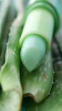 Natural Aloe Vera Lip Balm on Vibrant Aqua Background