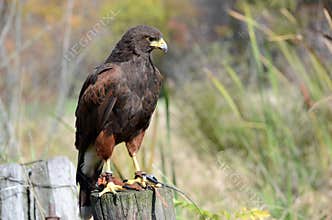 Hawk Perch