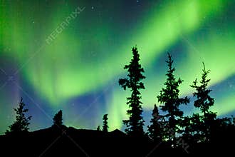 Yukon taiga spruce Northern Lights Aurora borealis