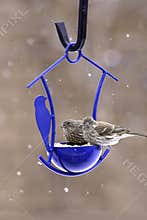 Birds grateful for food on a snowy day