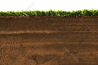 Cross section of grass isolated on white