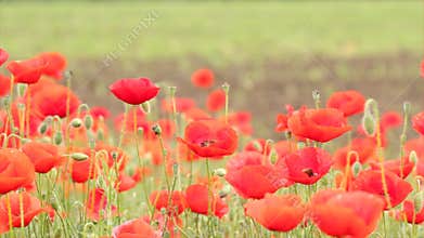 Poppy flowers