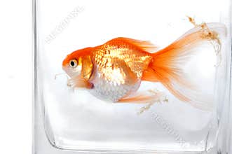 Gold fish