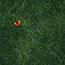 Top view photo of grass with a small colorful butterfly resting, seamless texture