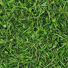 Photo of vibrant green grass, seamless texture
