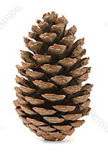 Pine cone
