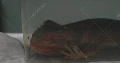 A bearded dragon falls asleep under anesthesia during surgery A veterinarian prepares a bearded dragon for surgery by
