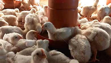 Newborn broiler chickens happily enjoying their feed in the poultry farm