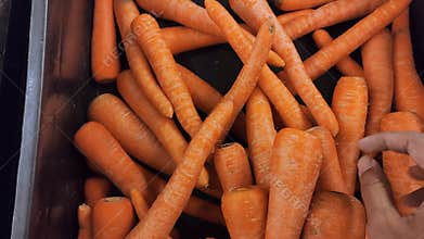 Fresh carrots in a crate, displayed with a hand reaching in. Close-up on vibrant orange root vegetables