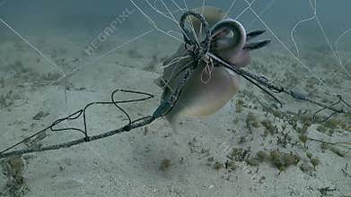 Ray Trapped in Fishing Net