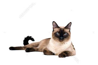 Siamese cat