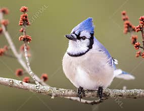 A Blue Jay Sitting On A Budded Maple Branch