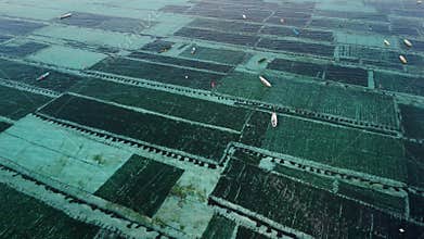 Above view of seaweed farm in ocean at Lembongan island in Indonesia. Algae farming