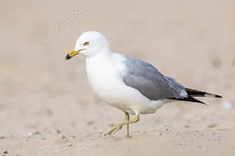 A Ring-Billed Gull Walking In The Sand