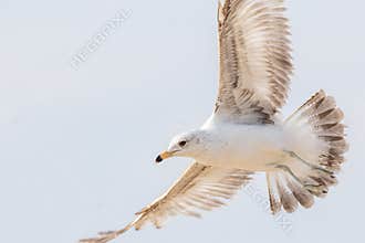 Ring-Billed Gull Flying Near The Lake