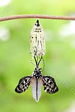 Butterfly change form chrysalis