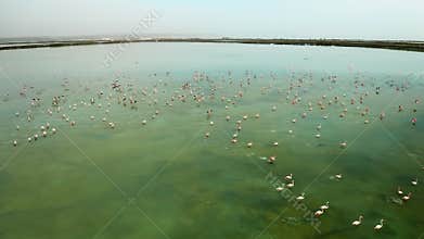 Exotic flamingos rest and fly in clear Torrevieja lake