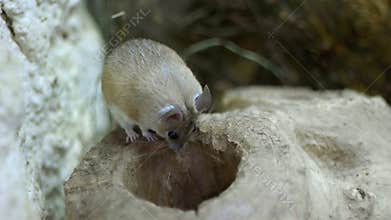 Field Mouse