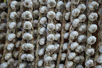 Fresh garlic