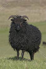 Hebridean black sheep