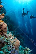 Scuba divers exploring