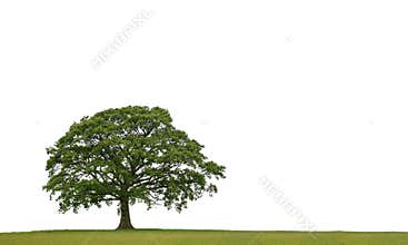 The Ancient Oak