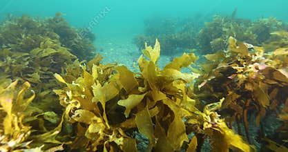 Kelp algae, Laminariales in the waters around Goat Island, Auckland, New Zealand.