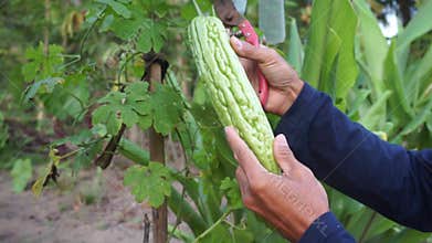 picking bitter melon