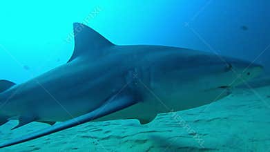 A menacing and imposing bull shark comes very close to camera.