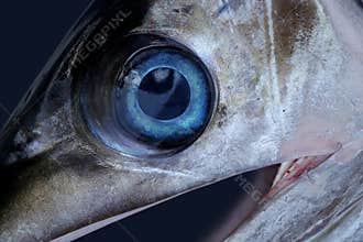Sword fish eye