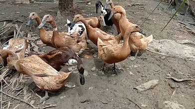 Keeping ducks in the garden, broiler ducks and laying ducks.