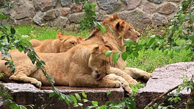African Lions