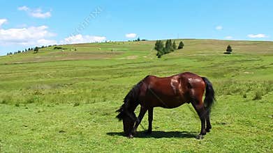 Horse on meadow