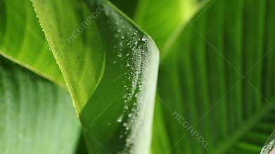 Tropical leaf with moisture
