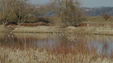 Greylag Geese Return to the Danube Region