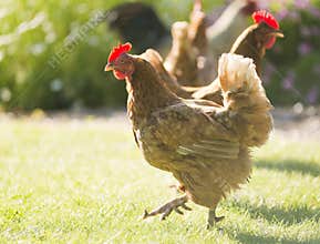 Chickens