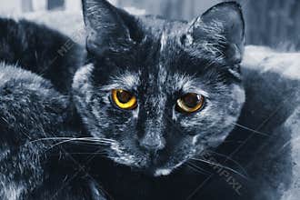 Blue Cat Yellow Eyes