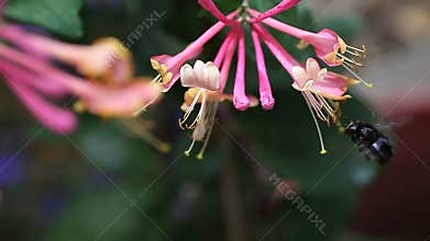 Bee on honeysuckle