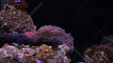 Aquarium