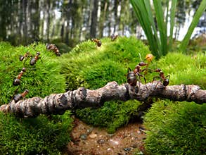 ants go to school