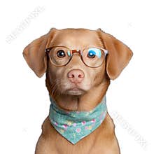 Adorable dog wearing glasses and bandana on transparent background