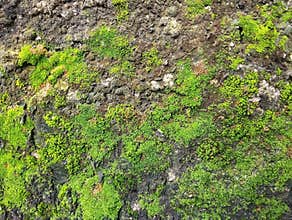 Abstrack green moss on old wall texture background