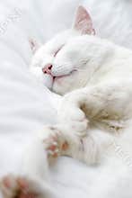 White cat