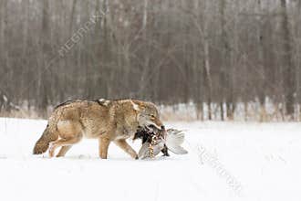 Coyote With Pheasant