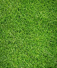Sport grass field