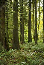 Old growth Forest mossy tree stands - lush forest