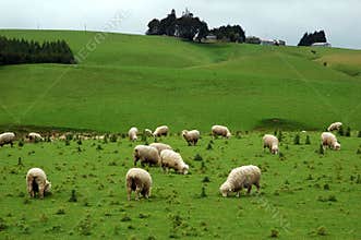 Sheep